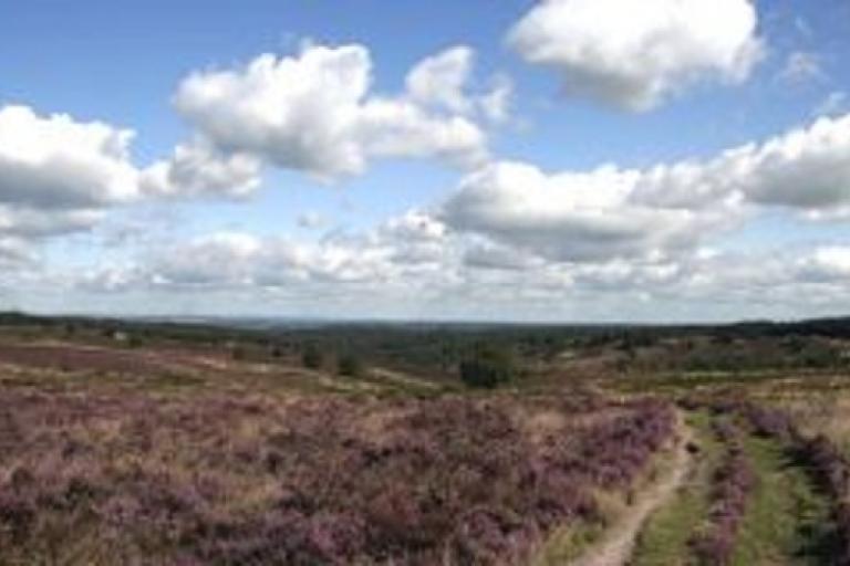 Cannock-Chase-heathland-newsroom-300x160-02