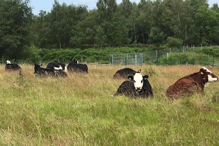 Conservation grazing at Cannock Chase NEWSROOM