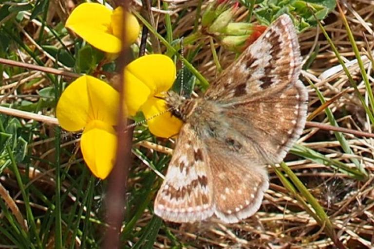 Dingy Skipper NEWSROOM
