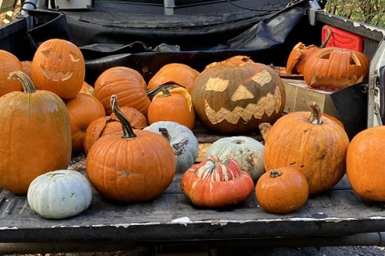 Pumpkins NEWSROOM