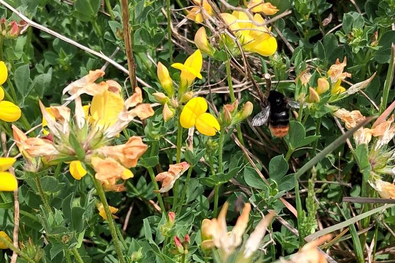 red tailed bumblebee