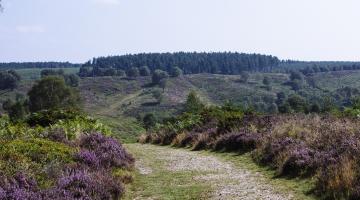 A photo of heathland at Cannock Chase Country Park.