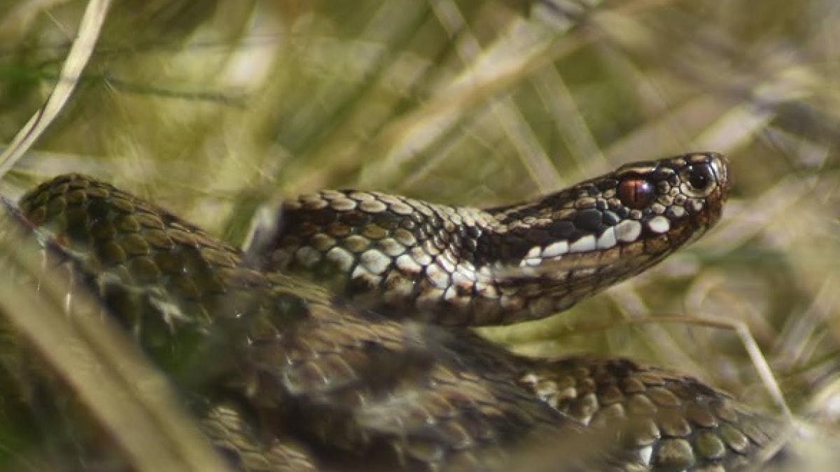 Adder NEWSROOM