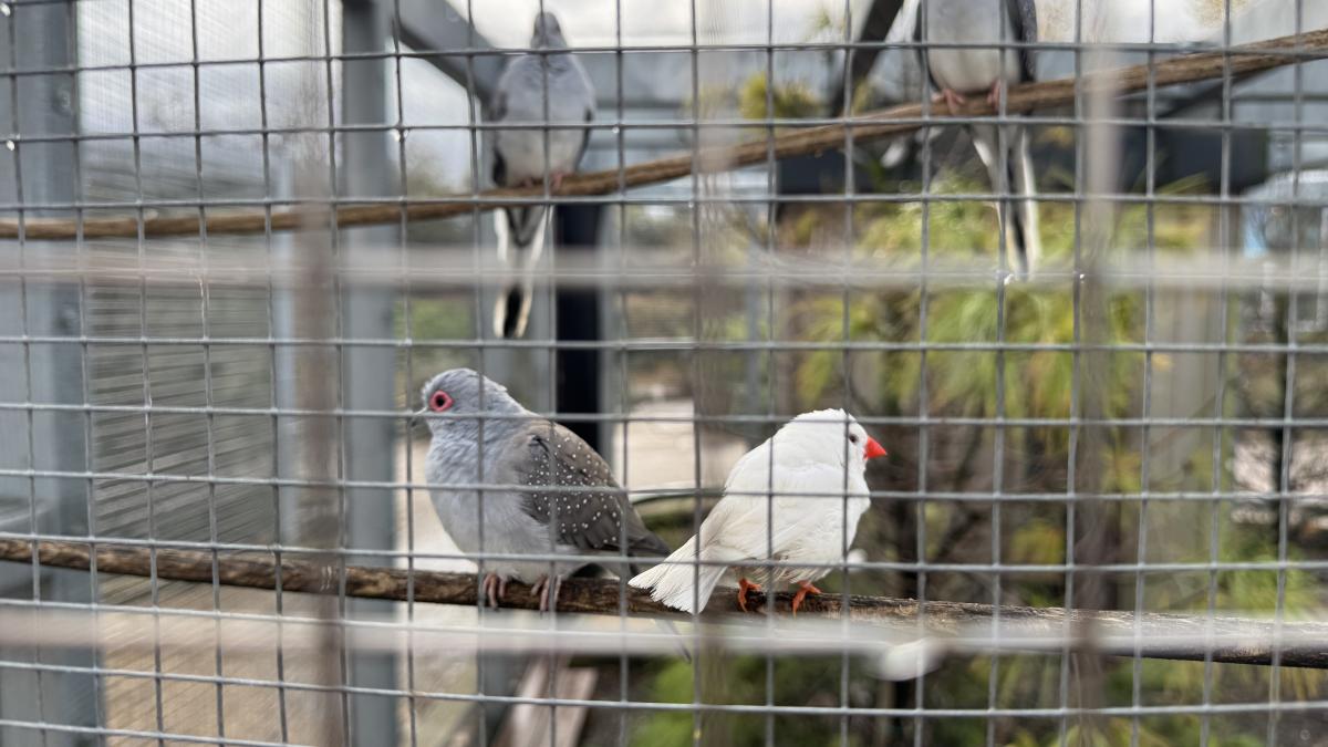 Birds October 2025