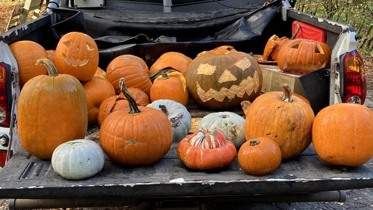 Pumpkins NEWSROOM