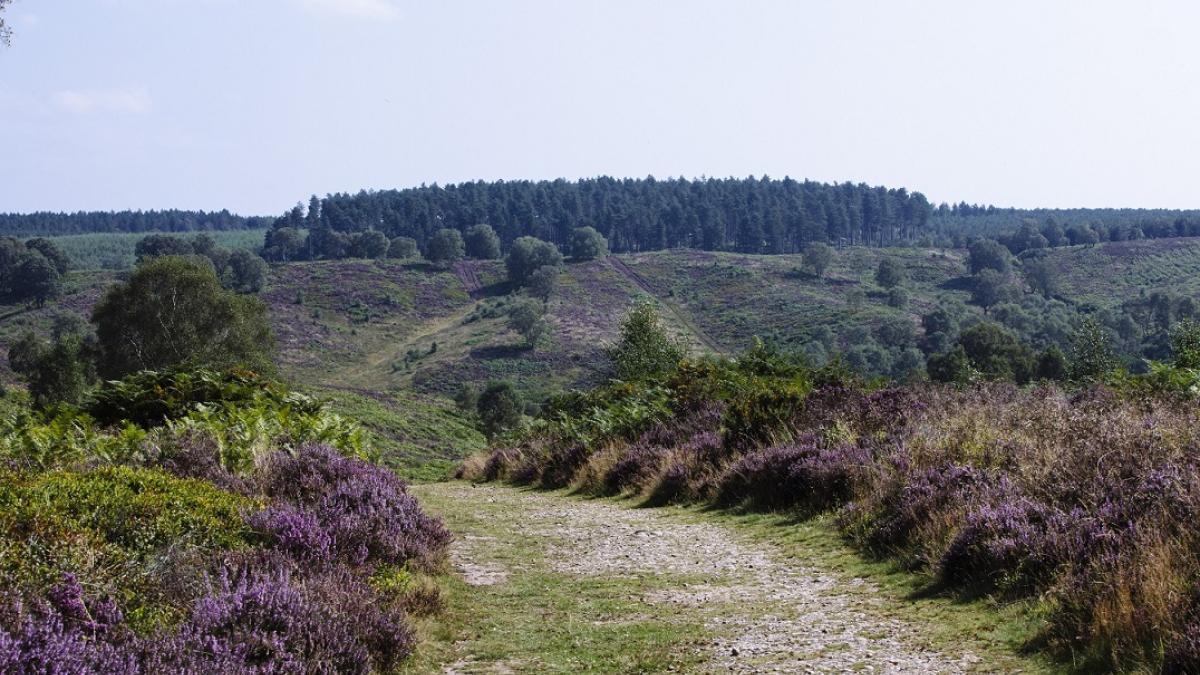A photo of heathland at Cannock Chase Country Park.