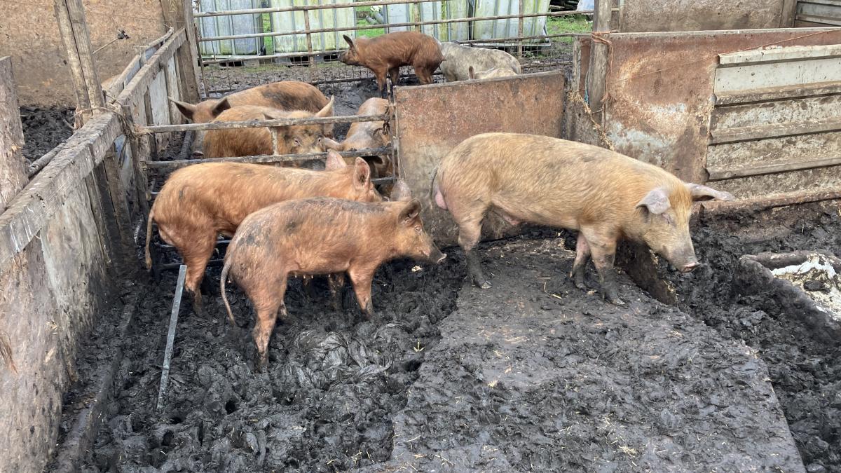pigs found at Alder Carr Farm